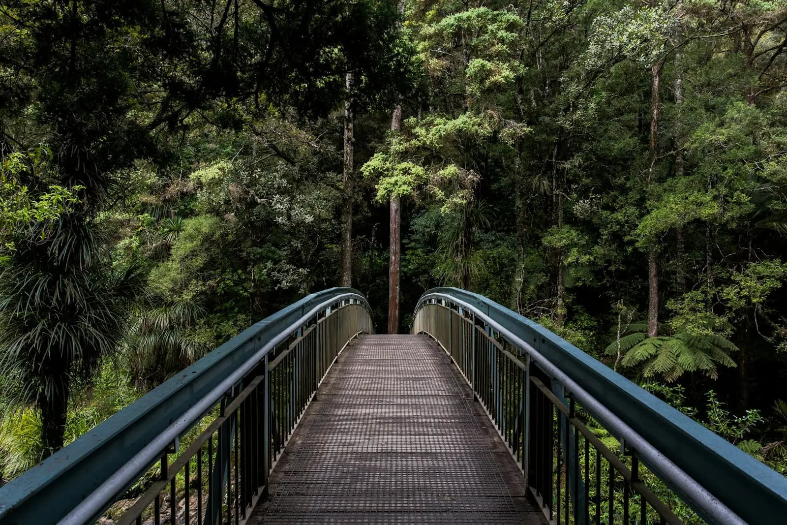 A footbridge leading into dense green woodland